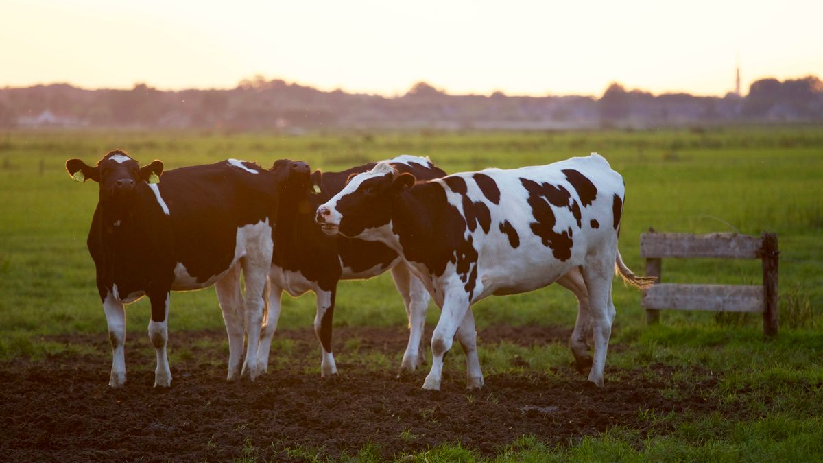 Cattle grazing in an open green field