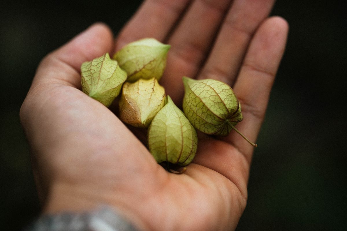 Hands holding freshly husked green tomatillos